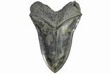 Giant, Fossil Megalodon Tooth - South Carolina #165417-1